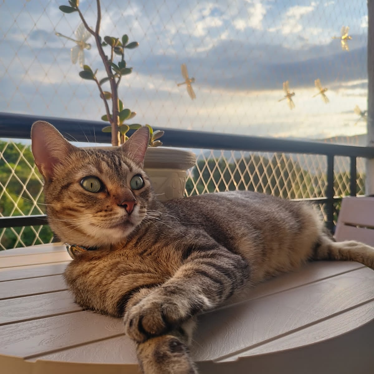 Romeo, el gato de la casa